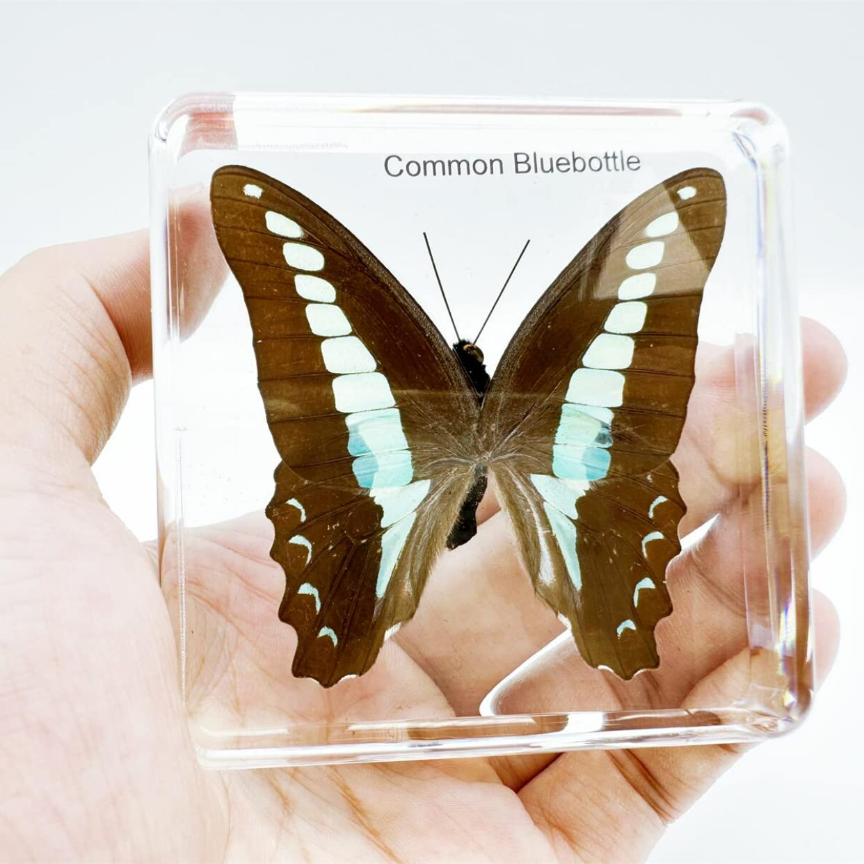 みのり　昆虫標本 Amazon.co.jp: レジン昆虫 昆虫標本(蝶、トンボ、クリケット